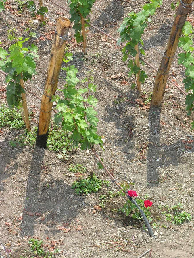 Colline Joniche Tarantine