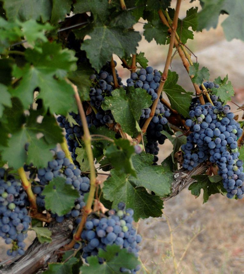 Barolo