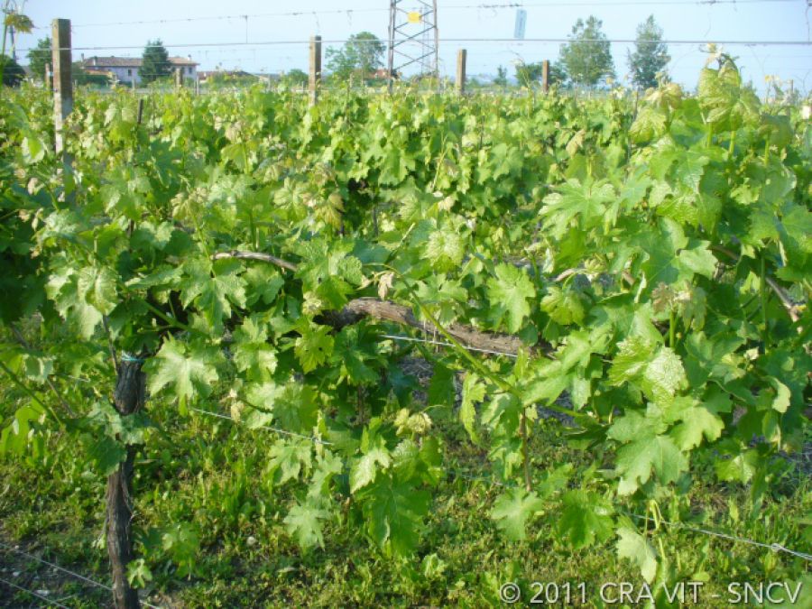 Terre dell'Alta Val d'Agri