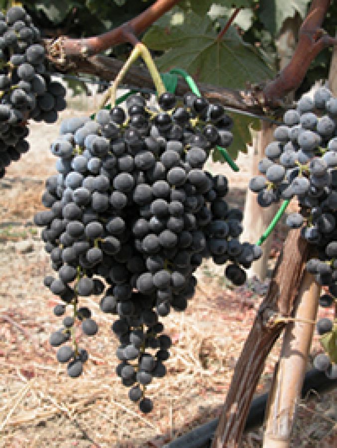 Valdamato