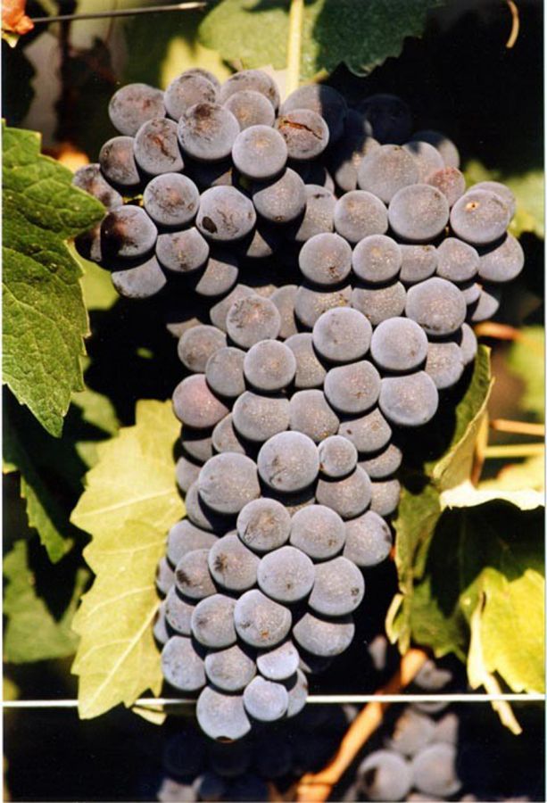 Barbera d'Alba