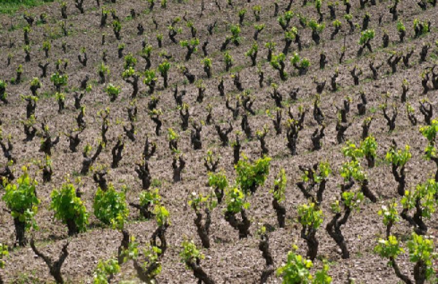 Moscato di Pantelleria, Passito di Pantelleria e Pantelleria
