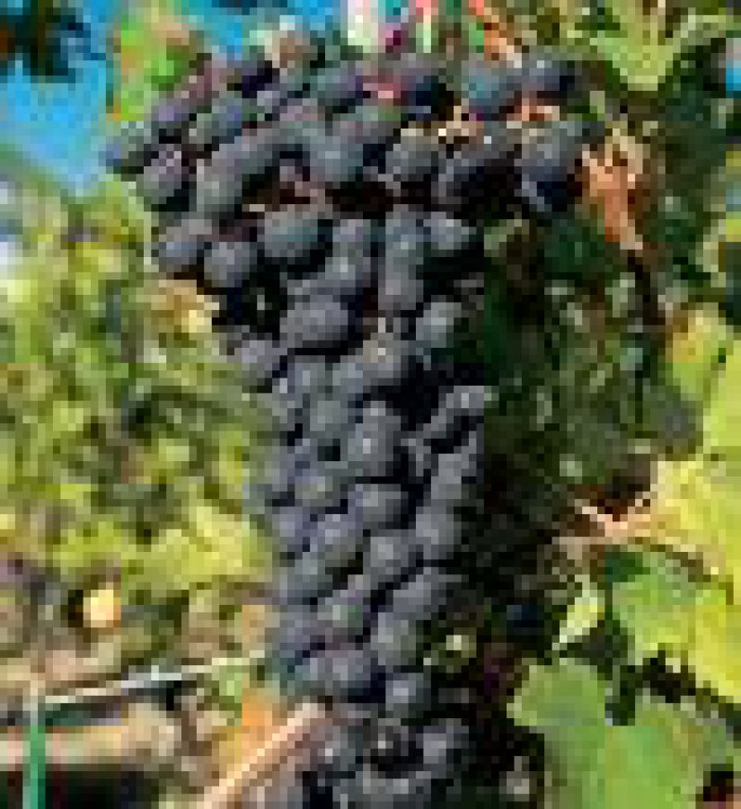 Cisterna d'Asti