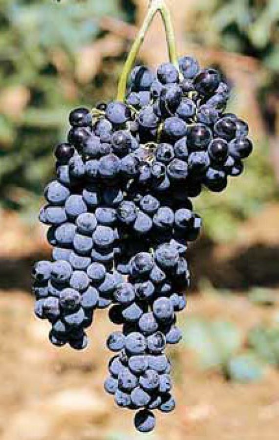 Avola