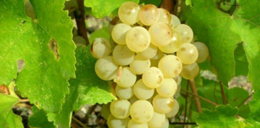Vernaccia di Oristano