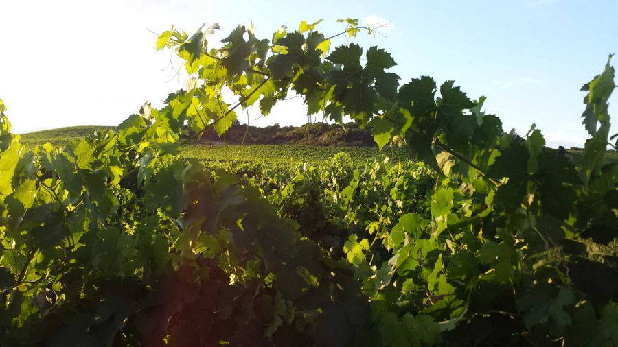 Campidano di Terralba o Terralba