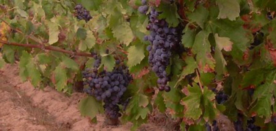 Valli di Porto Pino