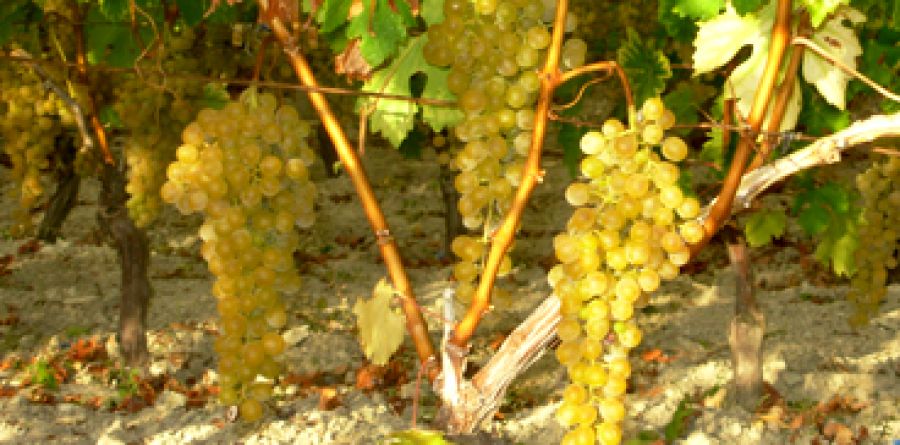 Malvasia di Bosa