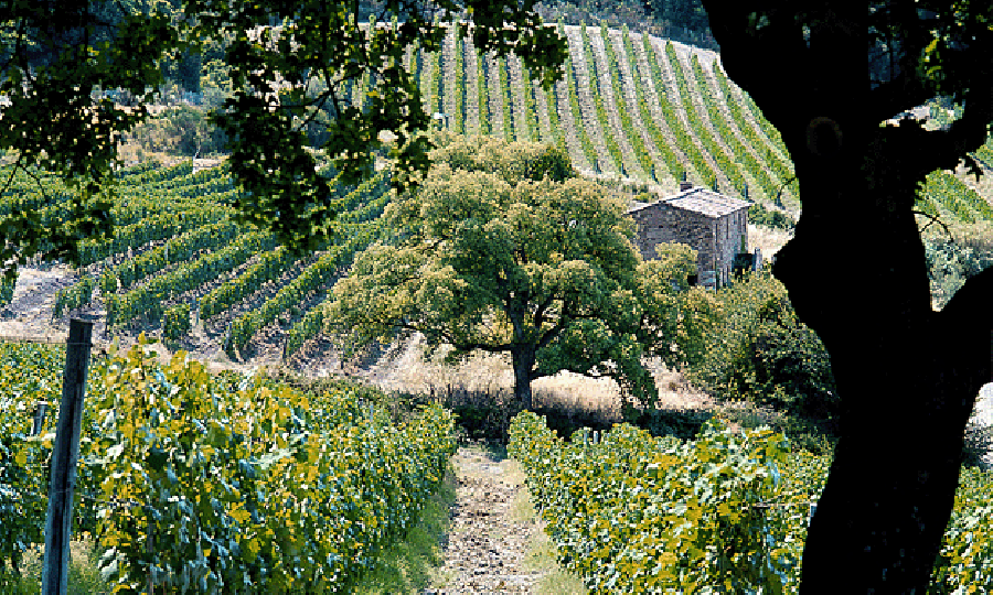 Bolgheri Sassicaia