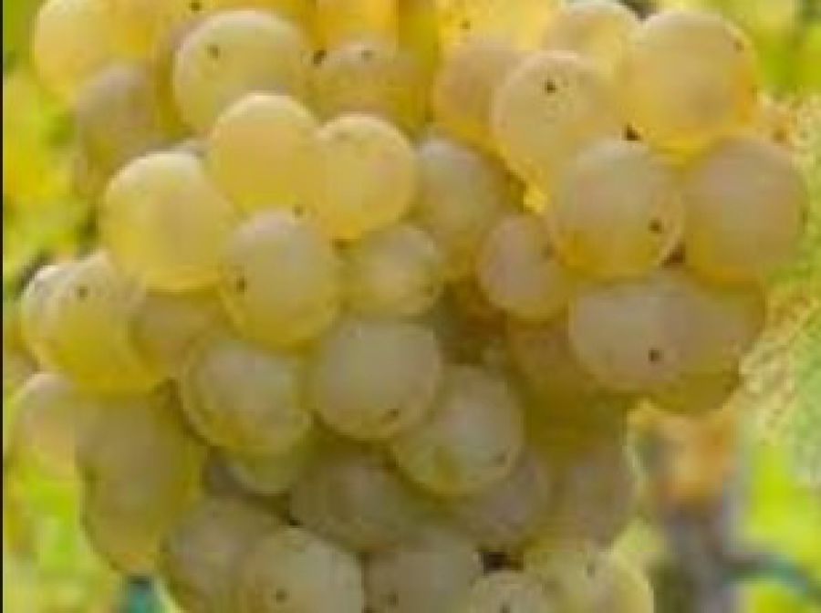 Friuli (o Friuli Venezia Giulia)