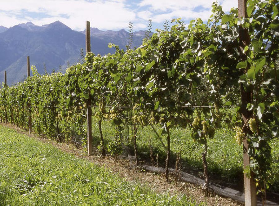 Colline Savonesi