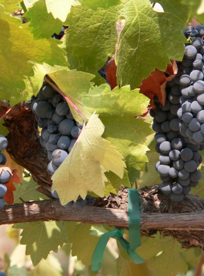 Valtellina Rosso o Rosso di Valtellina