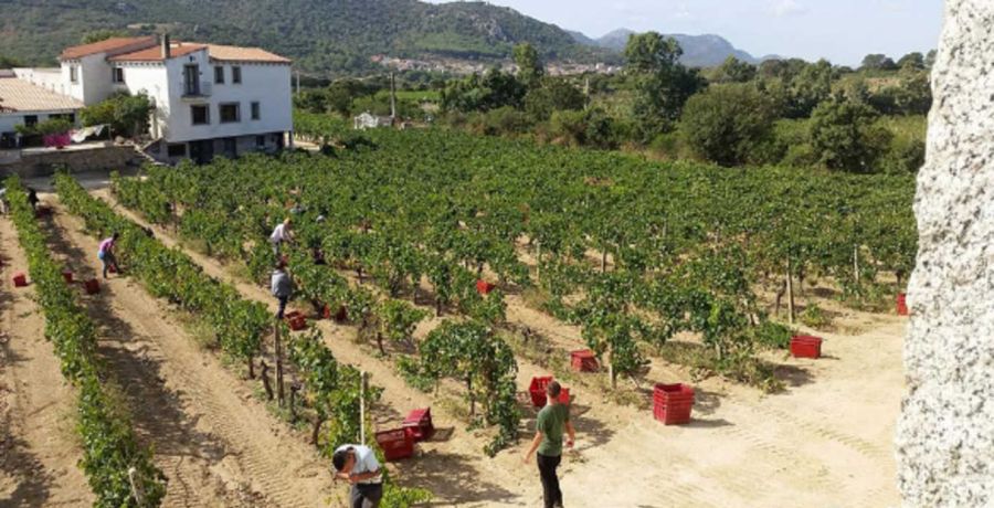 Strategie di Internazionalizzazione nel settore vitivinicolo:  il caso di un’azienda del Nord Sardegna