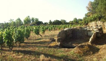 Antichi impianti e tecniche di spremitura dell’uva in Sardegna