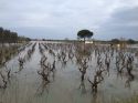 Salento devastato dalle piogge. Vendemmia a rischio