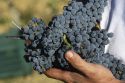 Montecucco, un febbraio di presentazioni