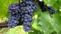 Il Consorzio Tutela Vini Montecucco in difesa del Sangiovese
