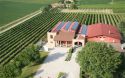 Oltre il Biologico: i vini Resiliens dell'Azienda Le Carline di Pramaggiore