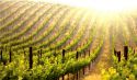 Nasce Prope, la nuova linea di vini abruzzesi