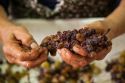 Il Moscato di Saracena si racconta