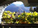 35° Grappolo d'Oro di Chiuro