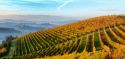 Il vino simbolo di gioiosa amicizia 