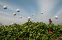 Barolo Boys in…Fuorigioco