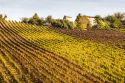 Arte contadina, viticoltura eroica