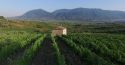 Senete Falanghina del Sannio Dop for ever!