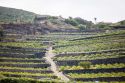Consorzio Pantelleria Doc Erga Omnes