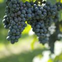 Auguri al Lambrusco Salamino di Santa Croce