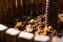 Il vigneto e la cantina: un dialogo a più voci