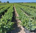Dal 1934 viti, piante madri e portainnesto di qualità