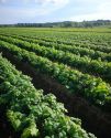 Da tre generazioni al fianco dei viticoltori
