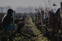 VINE MASTER PRUNERS Academy