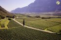 Pinot grigio delle Venezie chiude 2020 positivamente
