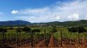 Toscana: I vini, il borgo e le persone
