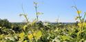 Flavescenza dorata: ricerca e sperimentazione d'avanguardia