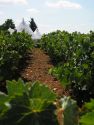 Un buon vino nasce prima di tutto in campagna