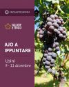 Ajò a Ippuntare