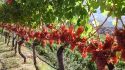La cura dell'ambiente e del vino