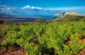 Dalla terra del Cannonau