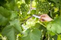 Il valore di una consulenza multidisciplinare per aziende vitivinicole di successo