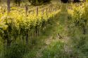 Oltrepò – Terra di Pinot Nero: un territorio, un vitigno, due eccellenze