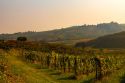 Vini nuovi dai sapori antichi