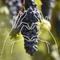 Una nuova «favola» che parla dei vini Dell’Alto Piemonte