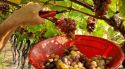 Il dolce vino che profuma di miele