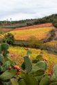 Mandrolisai per tutti i sardi vuol dire vino