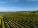 Terra del Ciliegiolo DOC e altri Ciliegioli d’Italia: al via la prima edizione