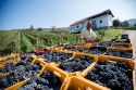 Tenuta Tralice. Vino, storia, ospitalità, evoluzione